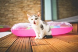 信用卡入门之六平安怎么赚钱-每年送你5000元